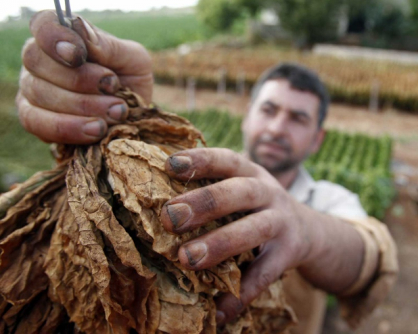 بيان إلى مزارعي التبغ في الجنوب والبقاع الغربي